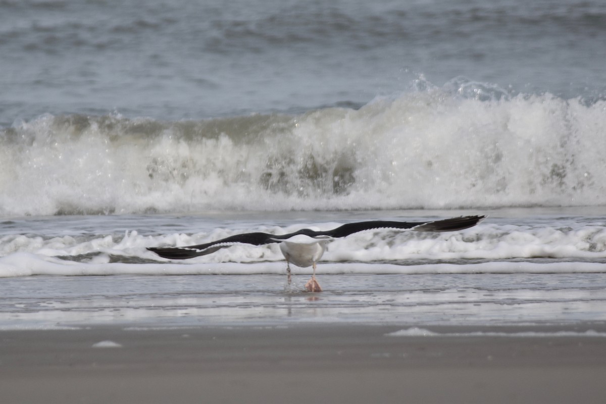 Great Black-backed Gull - John Patten Moss