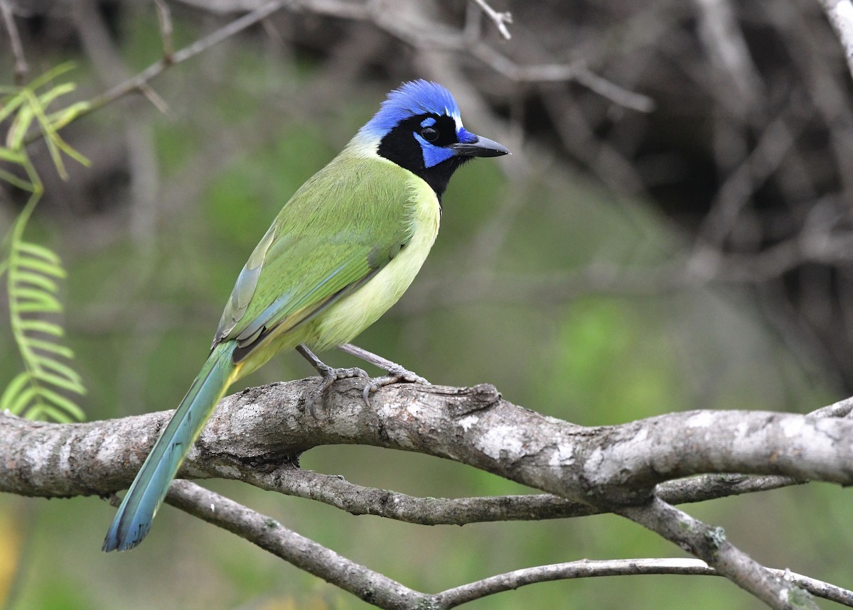 Green Jay - ML85950561