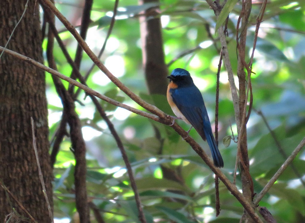 Chinese Blue Flycatcher - ML85951341