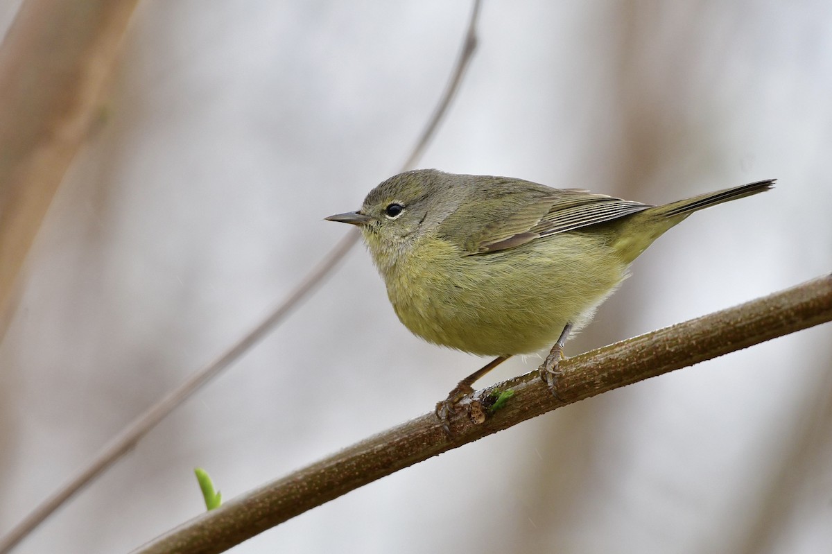 Orange-crowned Warbler - Marky Mutchler