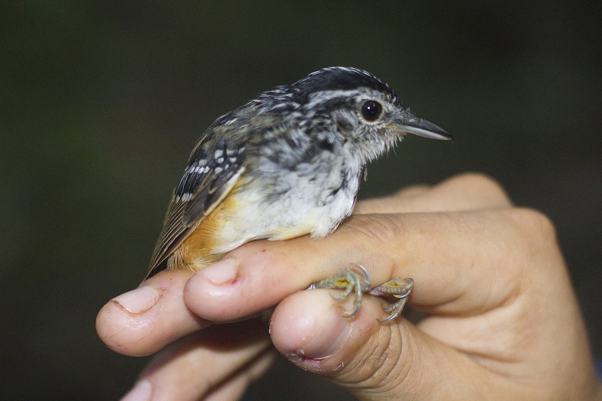 Peruvian Warbling-Antbird - ML85951921