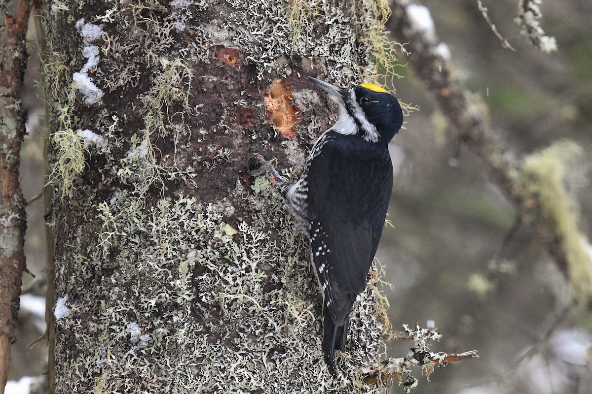Black-backed Woodpecker - ML85952081