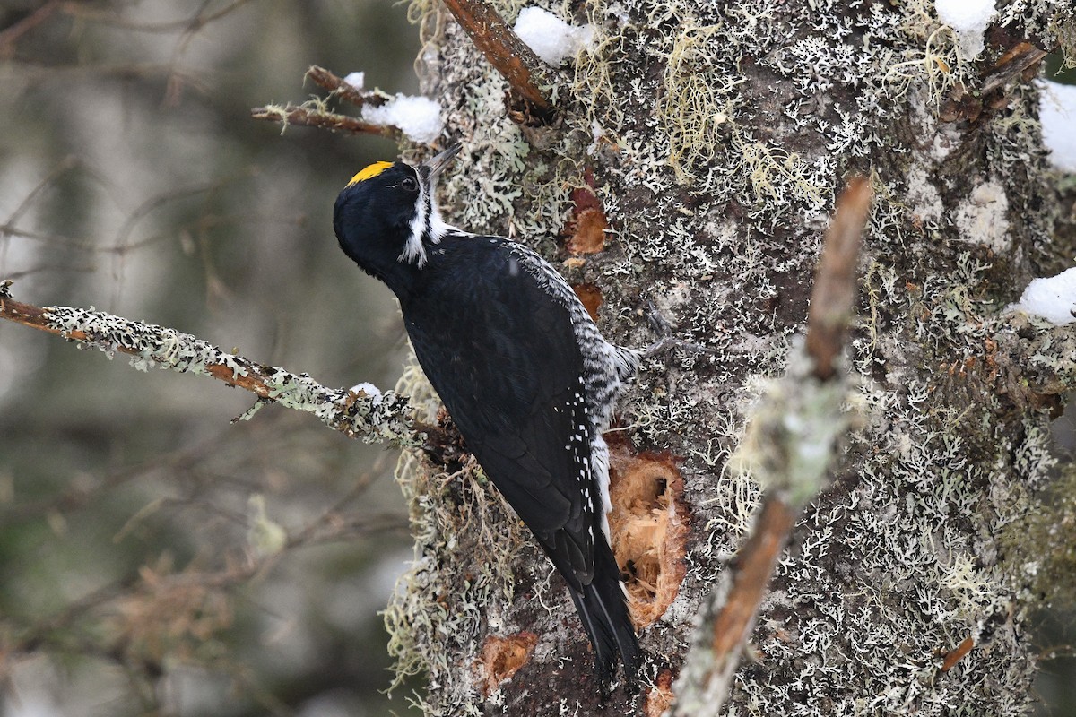 Black-backed Woodpecker - ML85952111