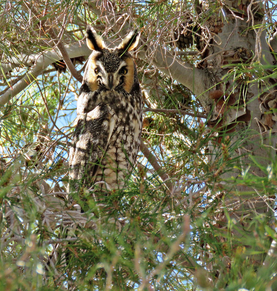 Long-eared Owl - Ken Burton