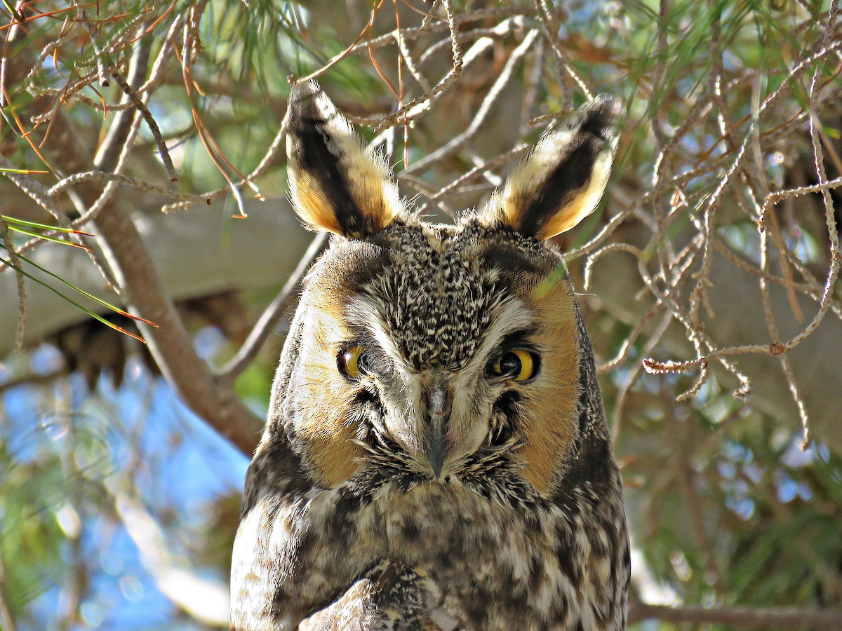 Long-eared Owl - Ken Burton