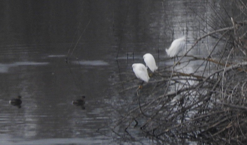 Snowy Egret - ML85953481