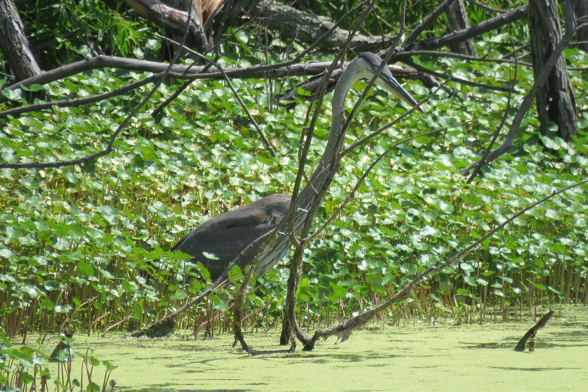 Great Blue Heron - ML85953881