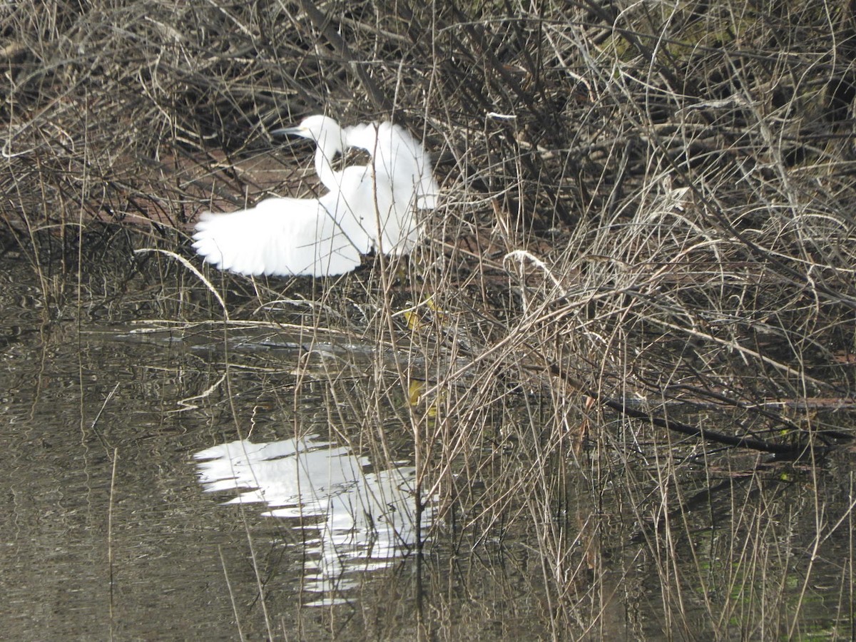 Snowy Egret - Nina Jones