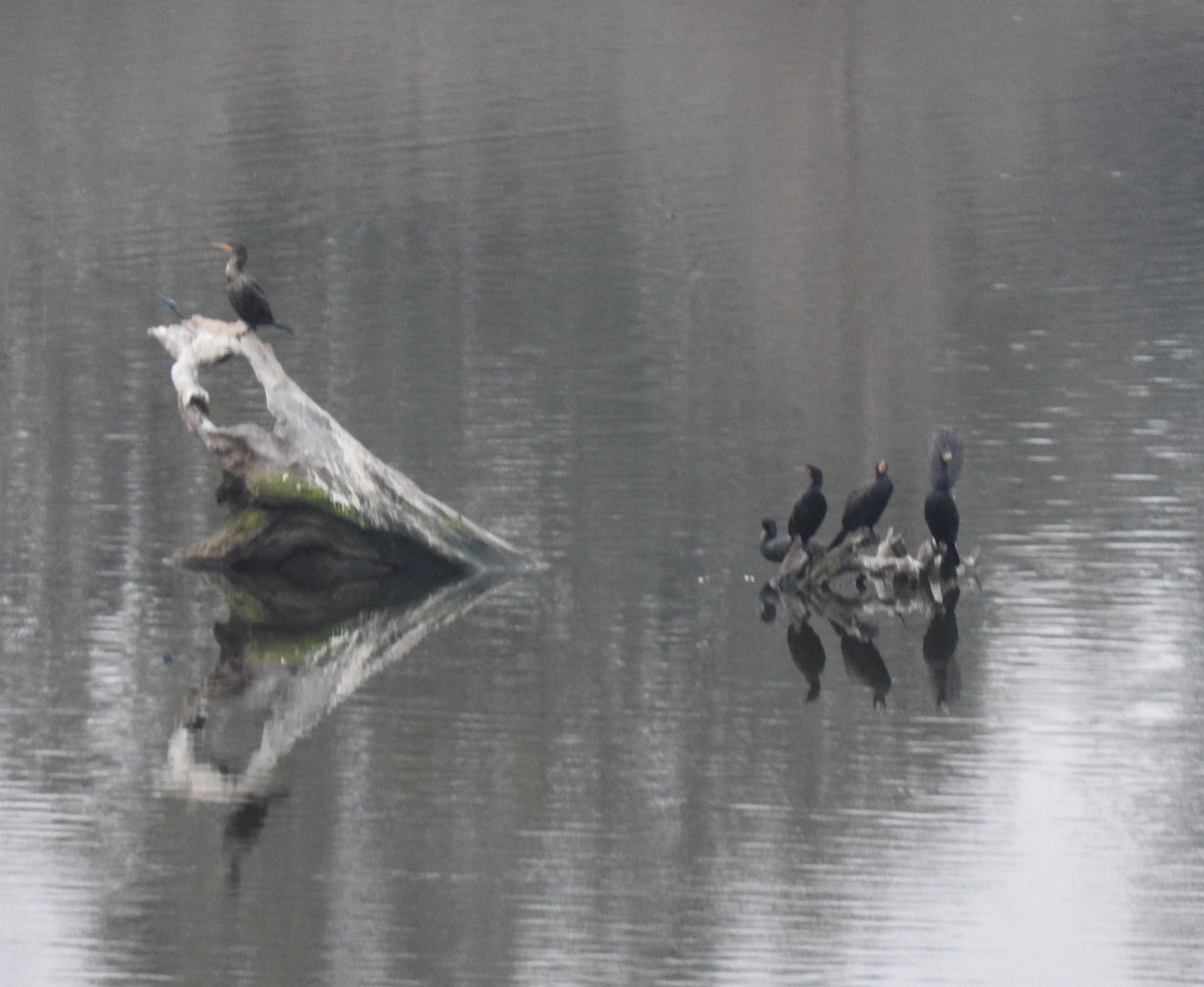 Double-crested Cormorant - ML85954281