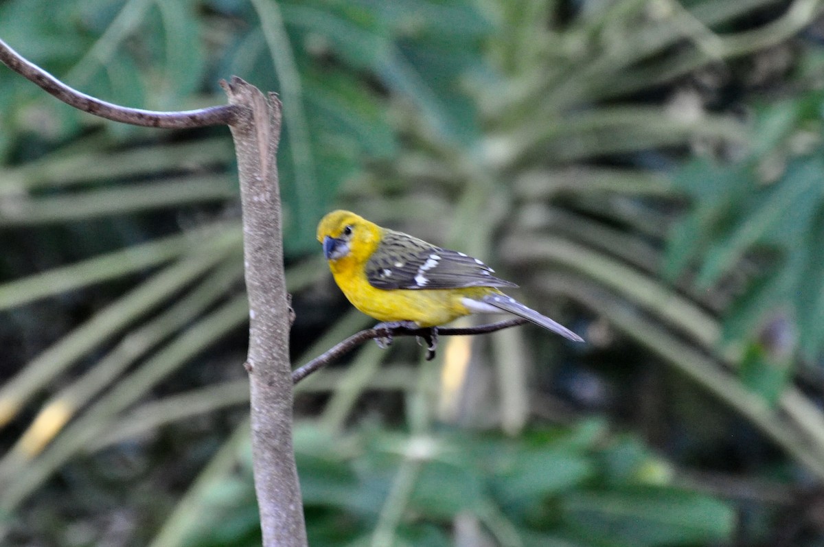 Yellow Grosbeak - ML85955461