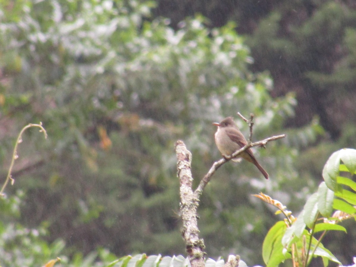 Greater Pewee - ML85956161