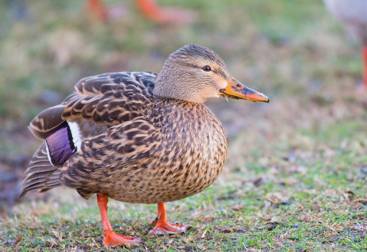 Mallard - Herb Elliott