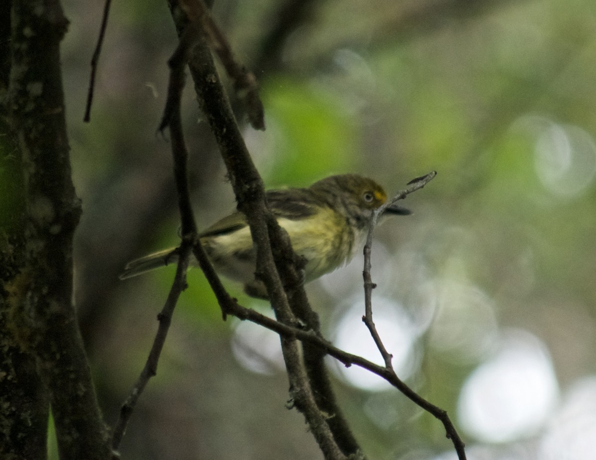 White-eyed Vireo - ML85956361