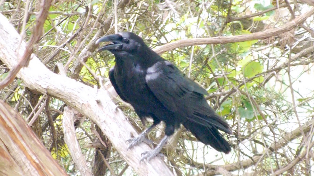 Common Raven - Christopher Eliot
