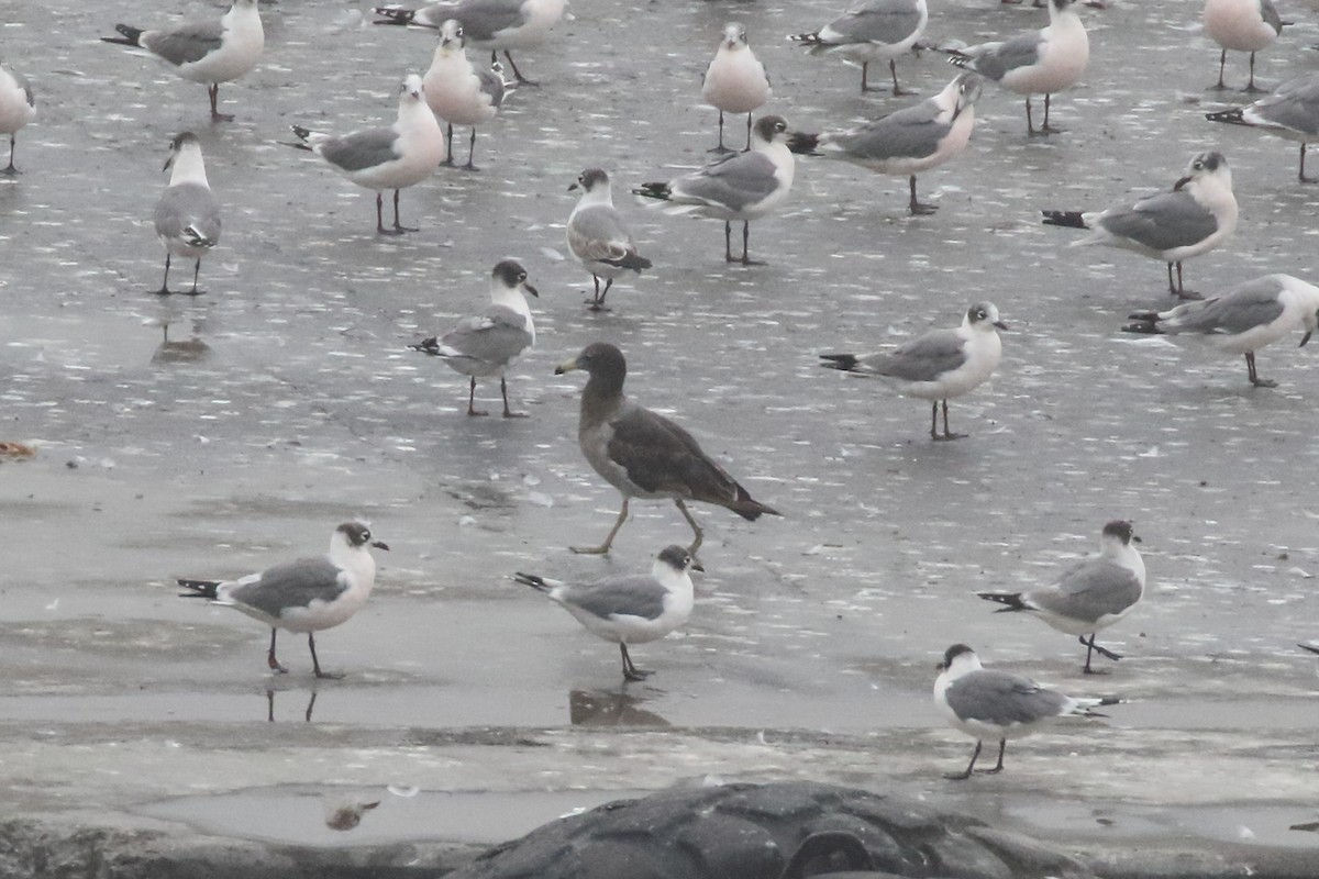 Belcher's Gull - ML85956861