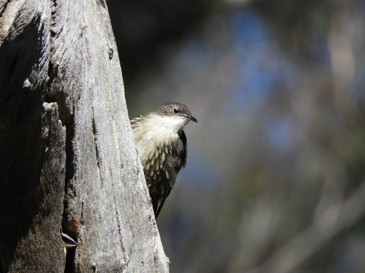 White-throated Treecreeper - ML85957231