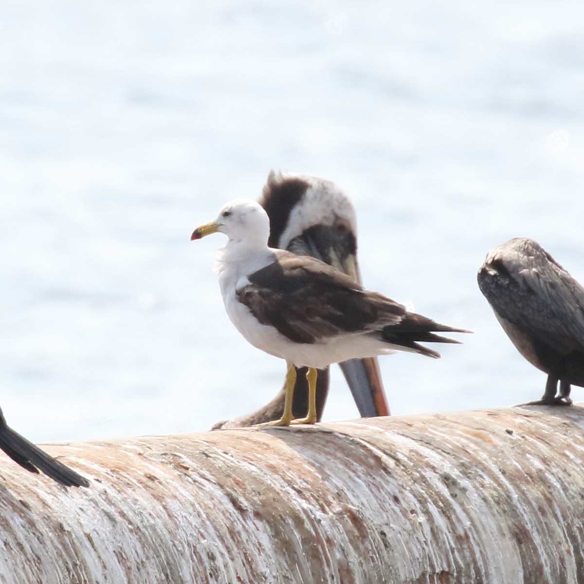 Belcher's Gull - ML85963061