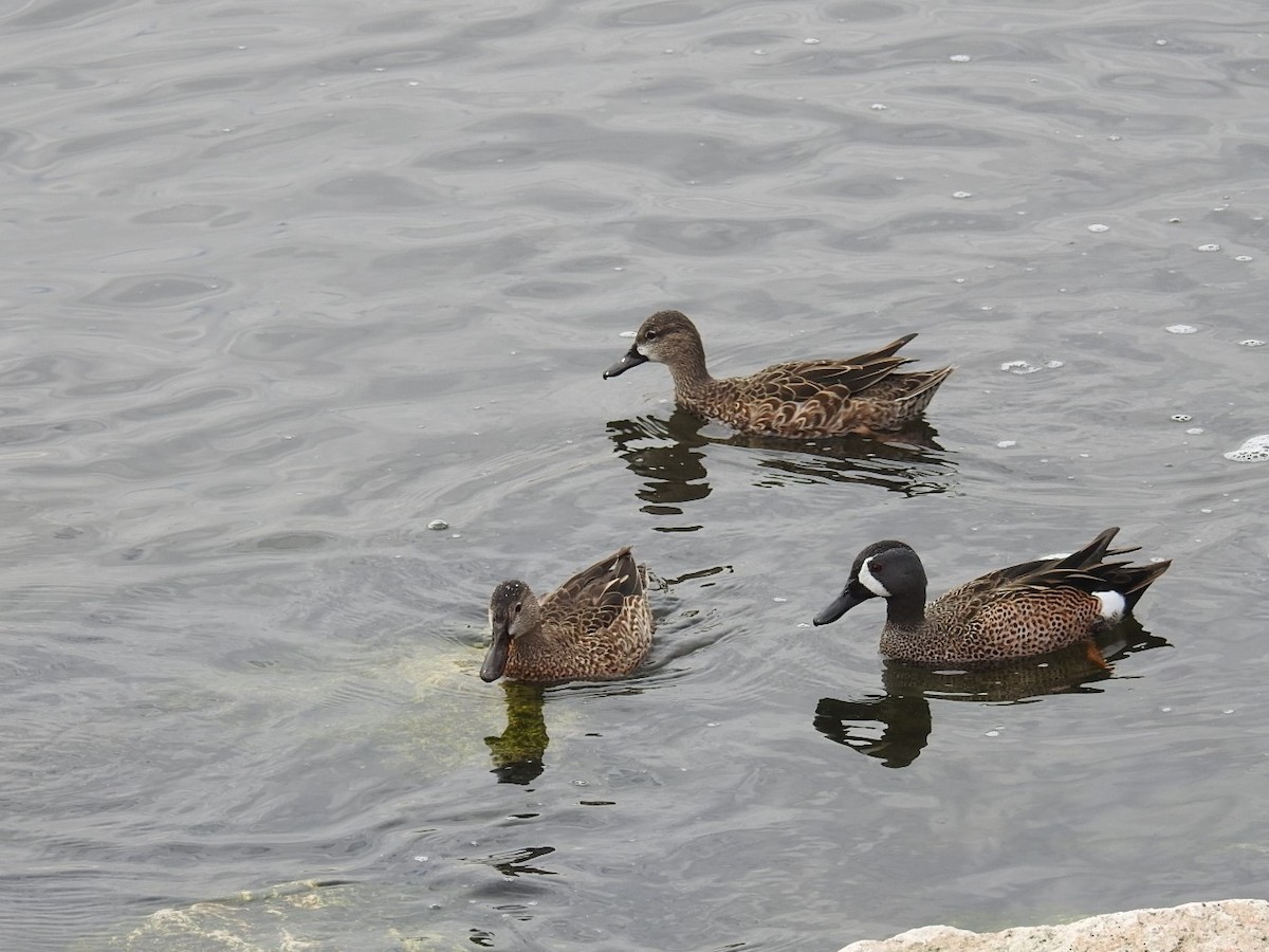 Blue-winged Teal - Debbi Senechal