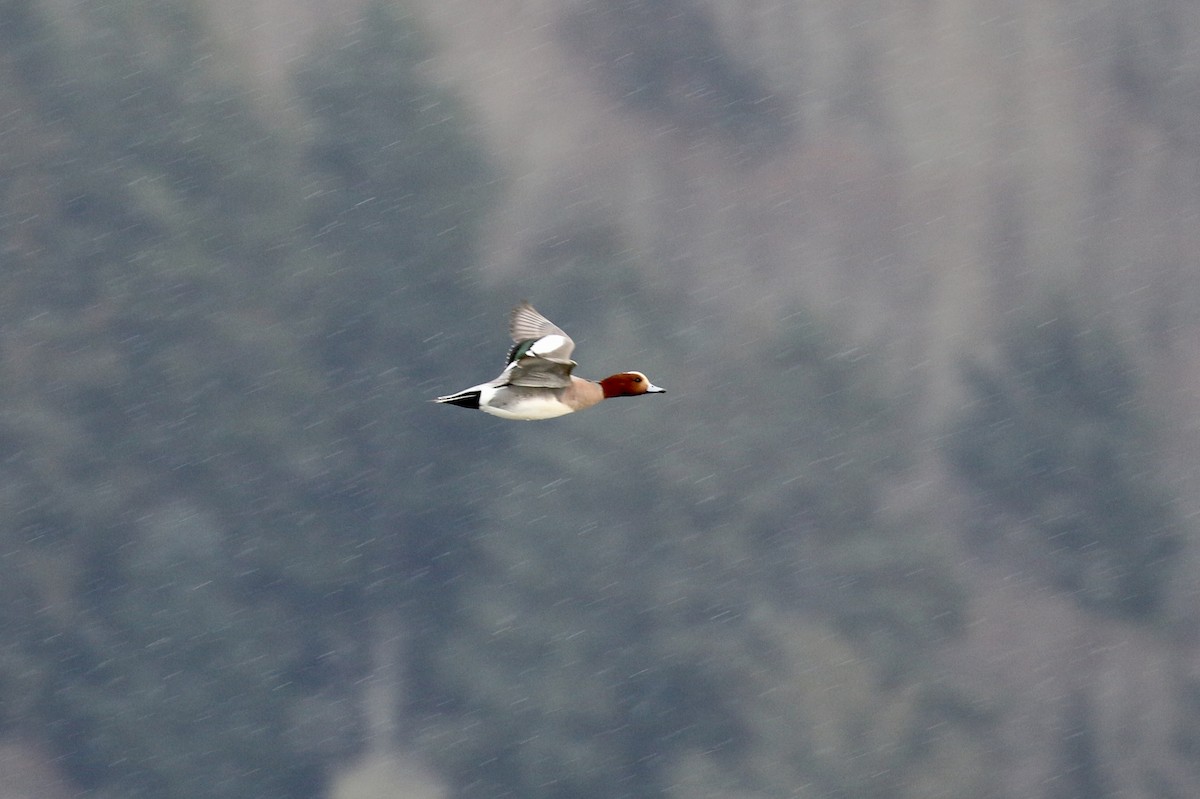 Eurasian Wigeon - Russ Morgan