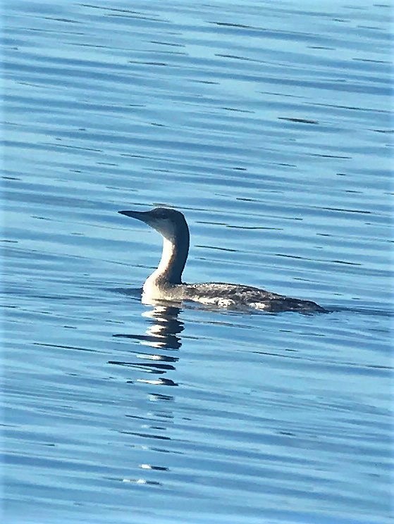 Arctic Loon - ML85966501