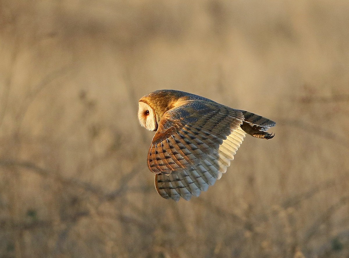 American Barn Owl - Kenneth Trease