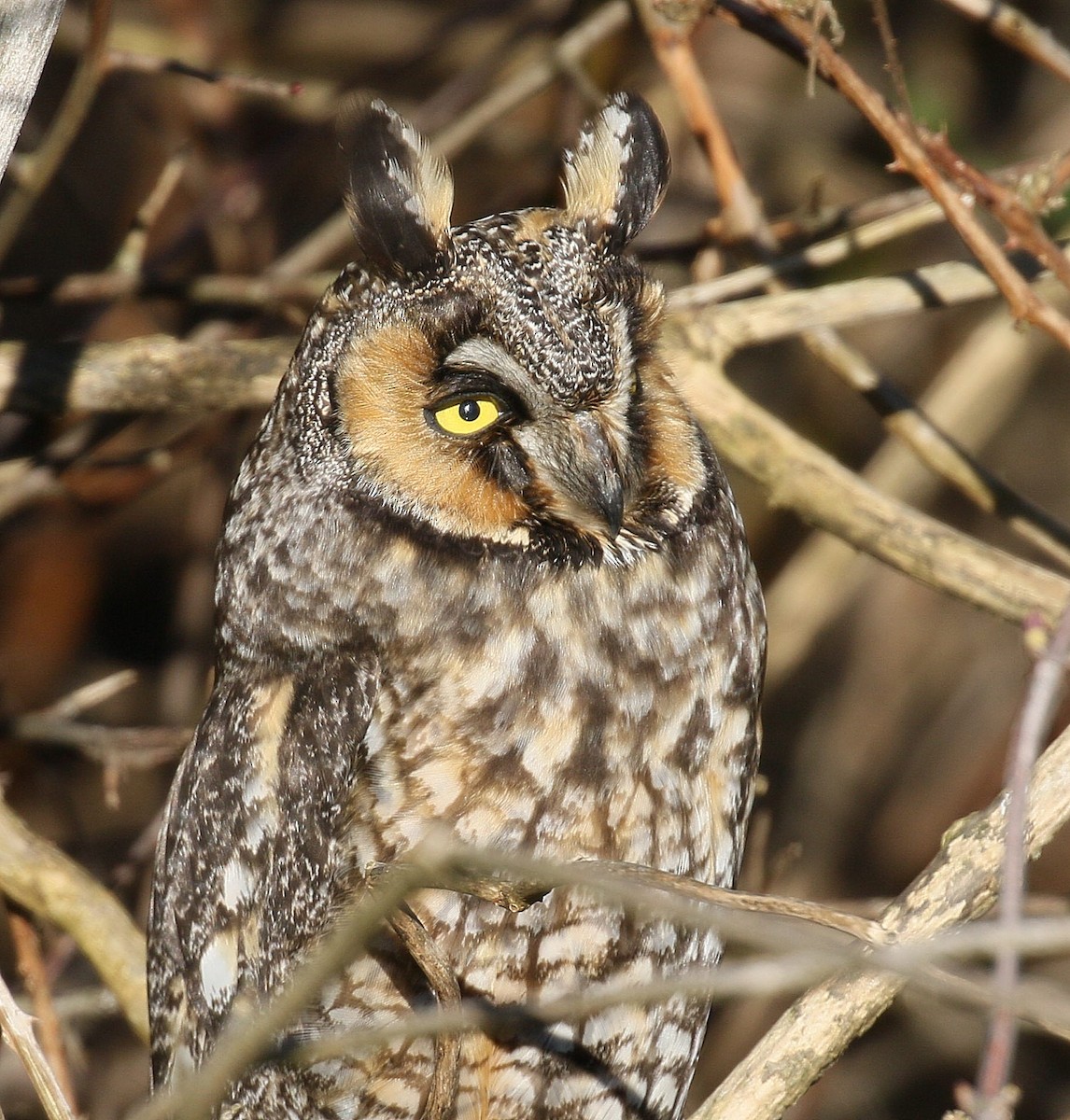 Long-eared Owl - Kenneth Trease