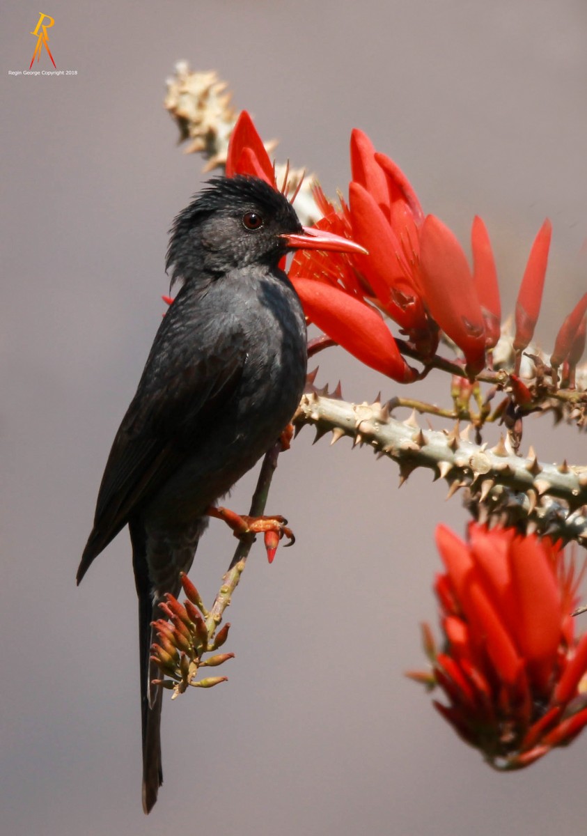 Square-tailed Bulbul - ML85968231