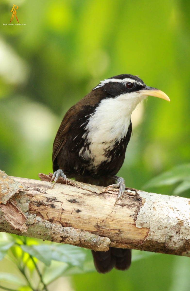 Indian Scimitar-Babbler - ML85968251