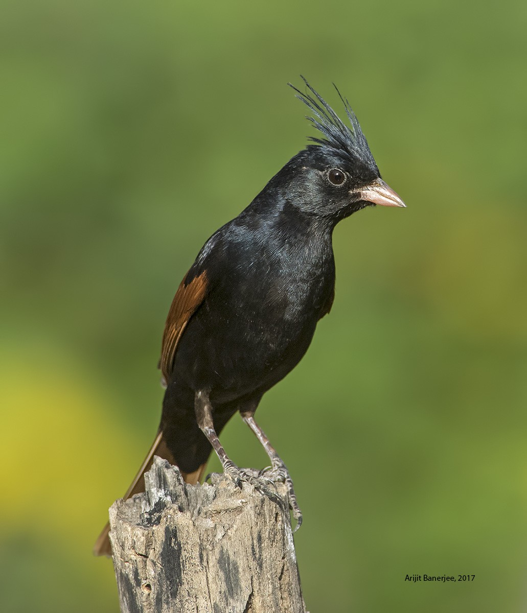 Crested Bunting - Arijit Banerjee