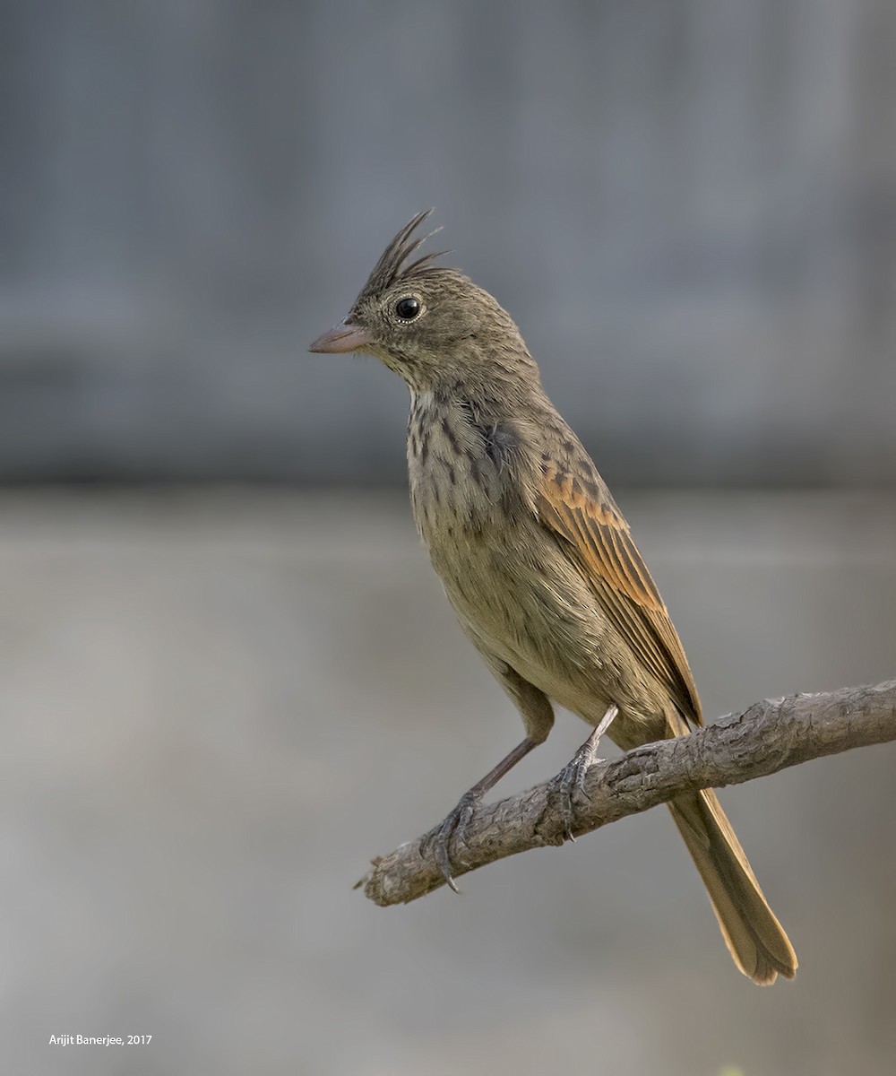 Crested Bunting - Arijit Banerjee