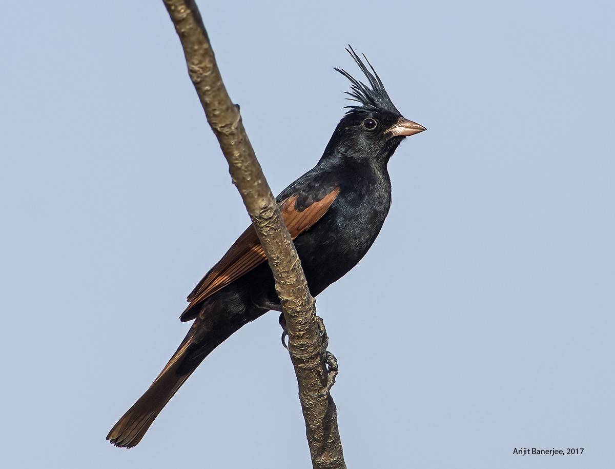 Crested Bunting - Arijit Banerjee