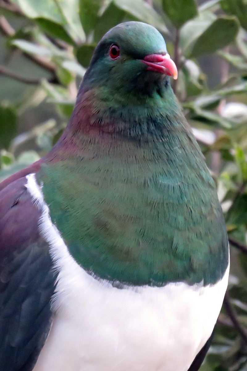 New Zealand Pigeon - Kalin Ocaña
