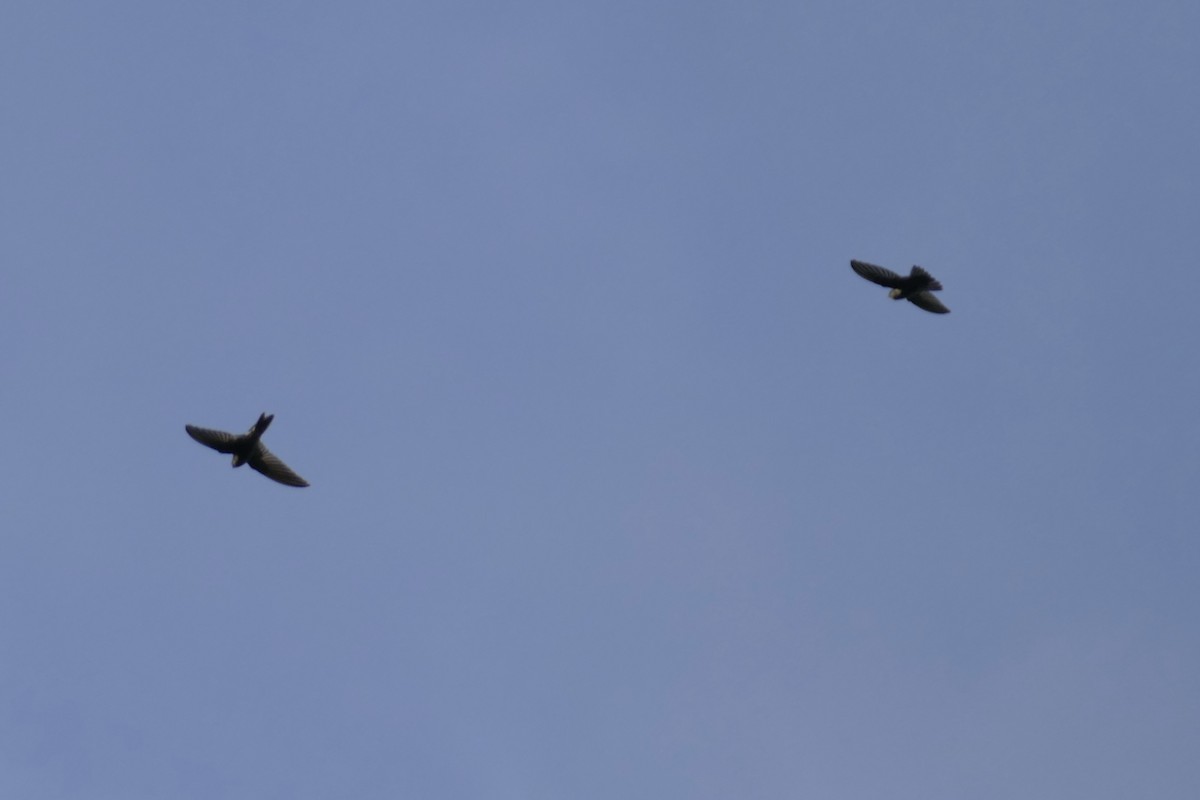 Caroline Islands Swiftlet - ML85971251