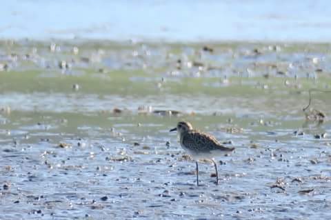 Pacific Golden-Plover - ML85971911