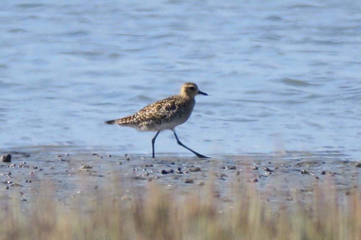 Pacific Golden-Plover - ML85971921