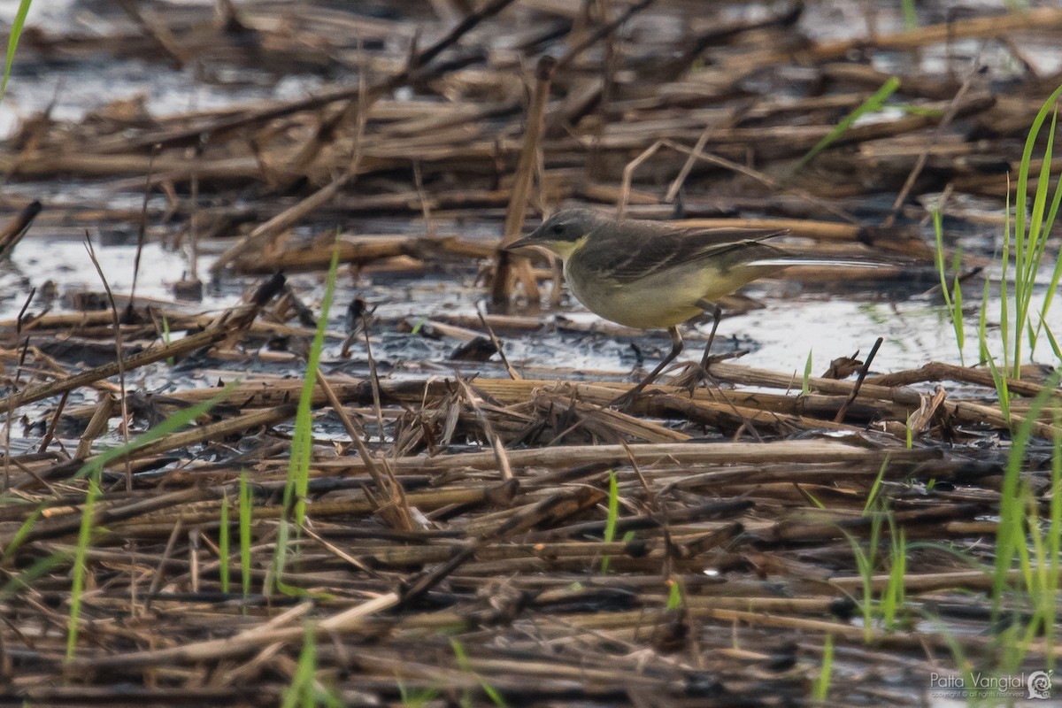 Eastern Yellow Wagtail (Manchurian) - Pattaraporn Vangtal