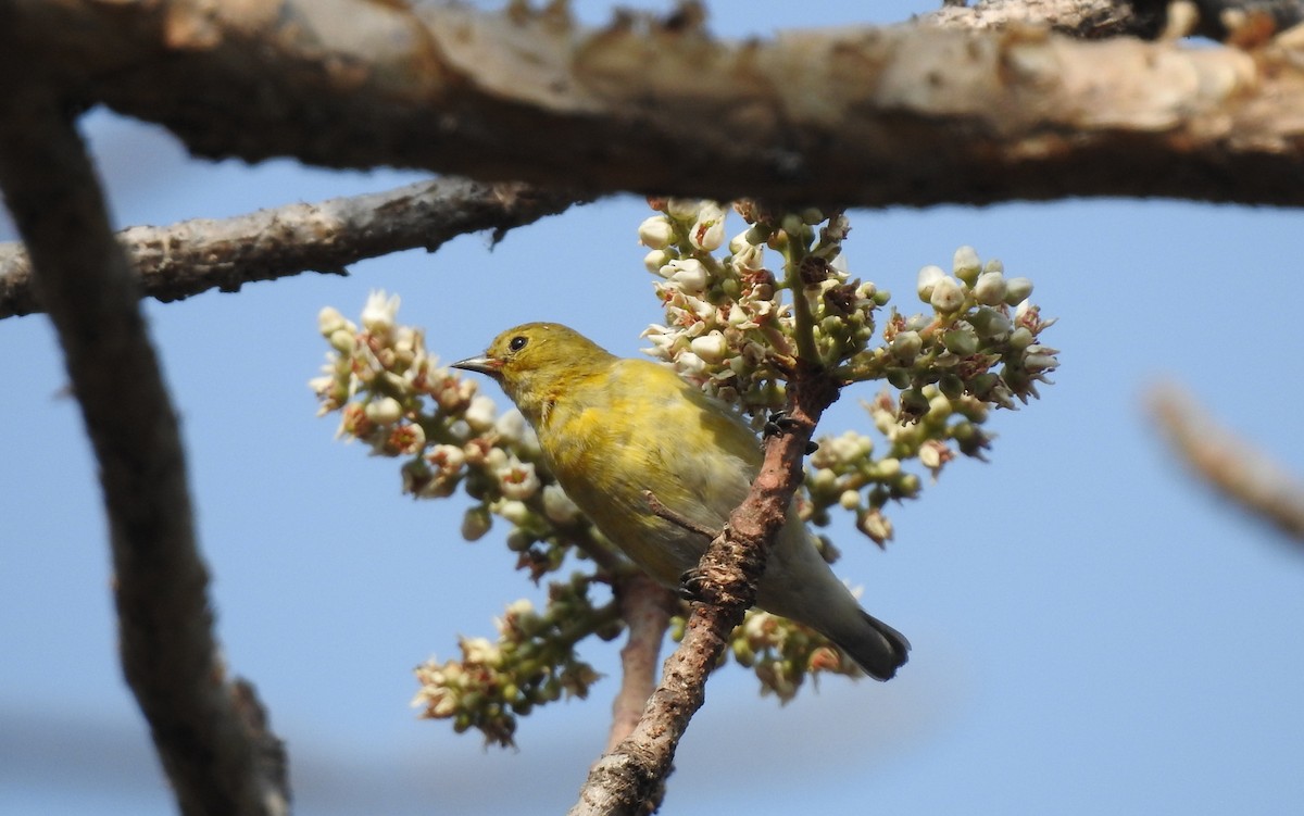 Fire-capped Tit - Shwetha Bharathi