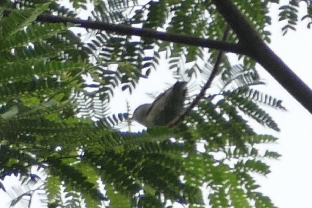 Pohnpei White-eye - ML85973141