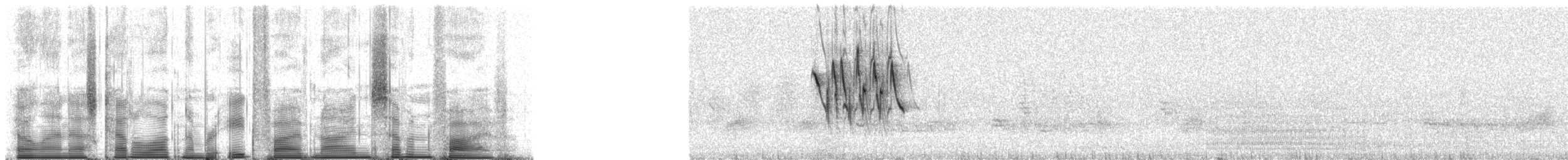 Gray Warbler-Finch - ML85975