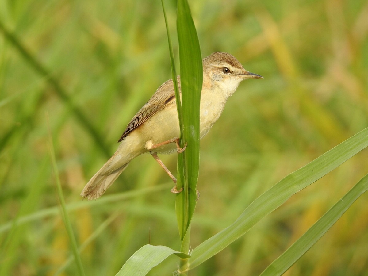 Paddyfield Warbler - krishnakumar K Iyer