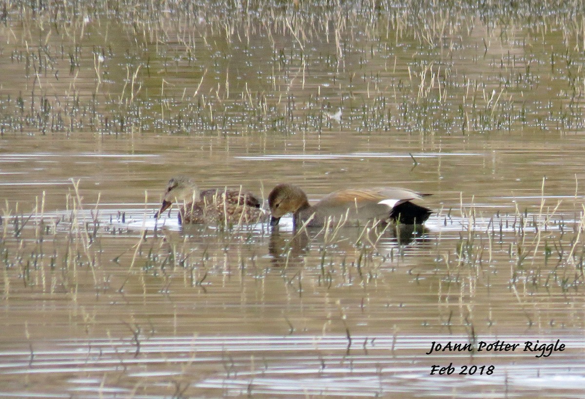 Gadwall - JoAnn Potter Riggle 🦤
