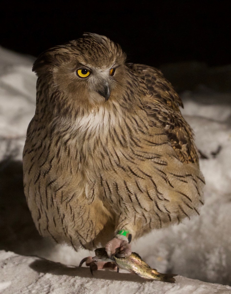 Blakiston's Fish-Owl - Eric Barnes