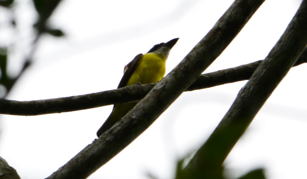 Boat-billed Flycatcher - ML85979011