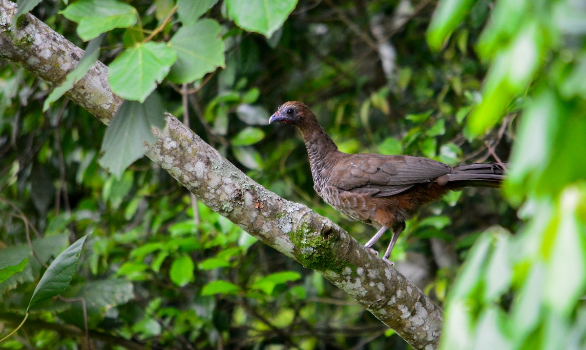 Chachalaca Escamosa - ML85979141