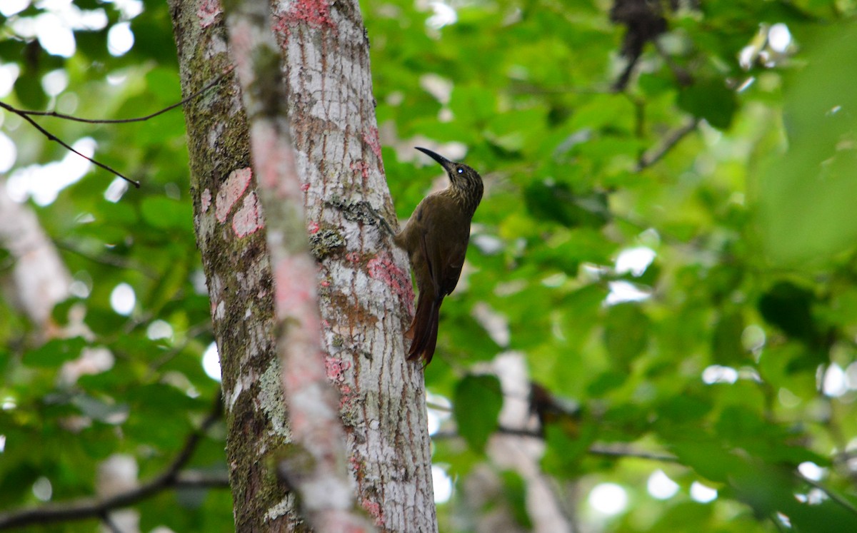 White-throated Woodcreeper - ML85979221