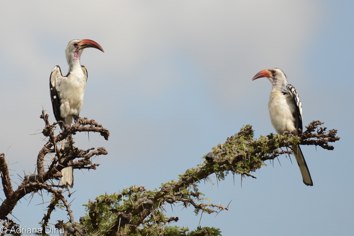 Northern Red-billed Hornbill - ML85979621