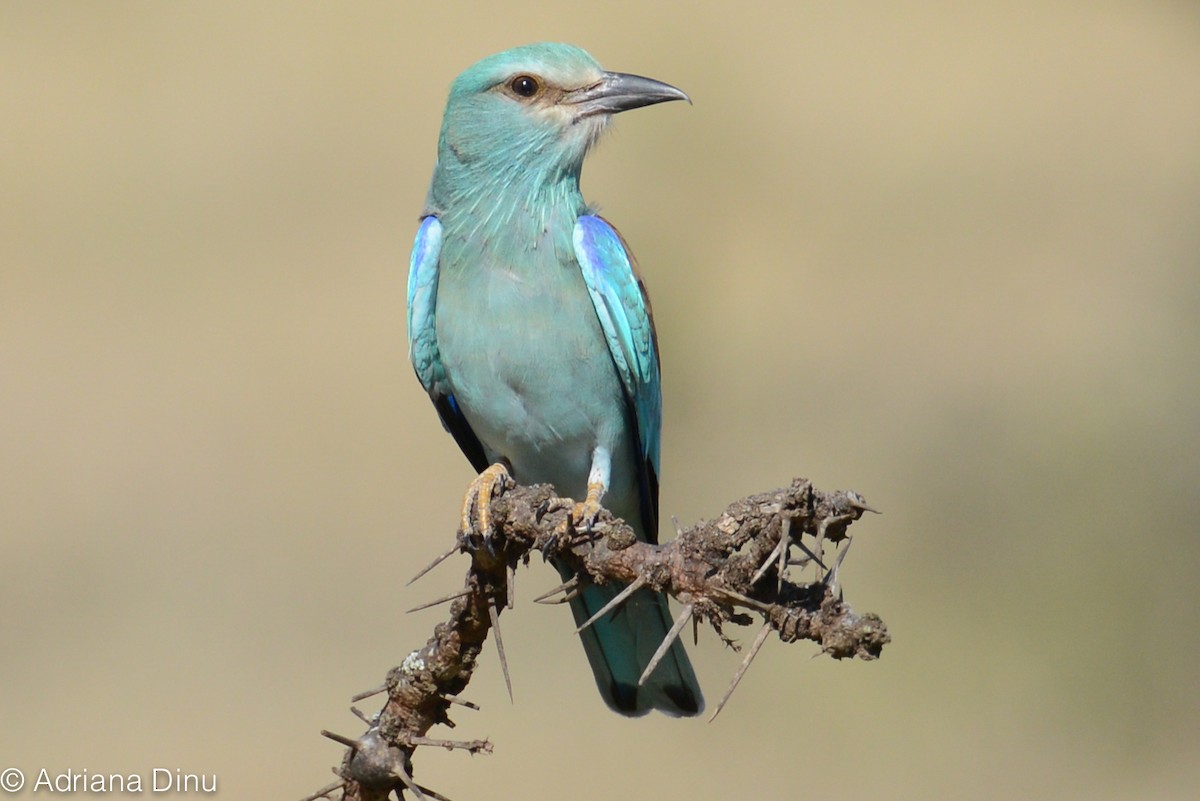 European Roller - ML85979711