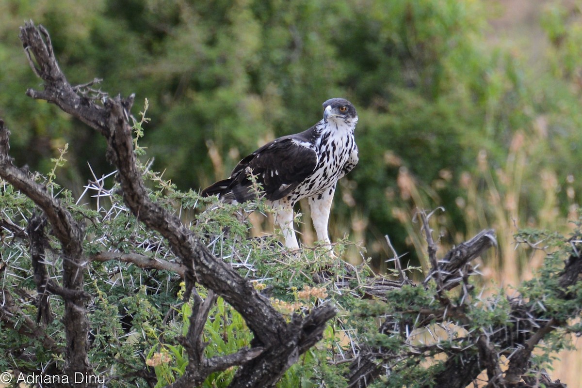 African Hawk-Eagle - ML85979731