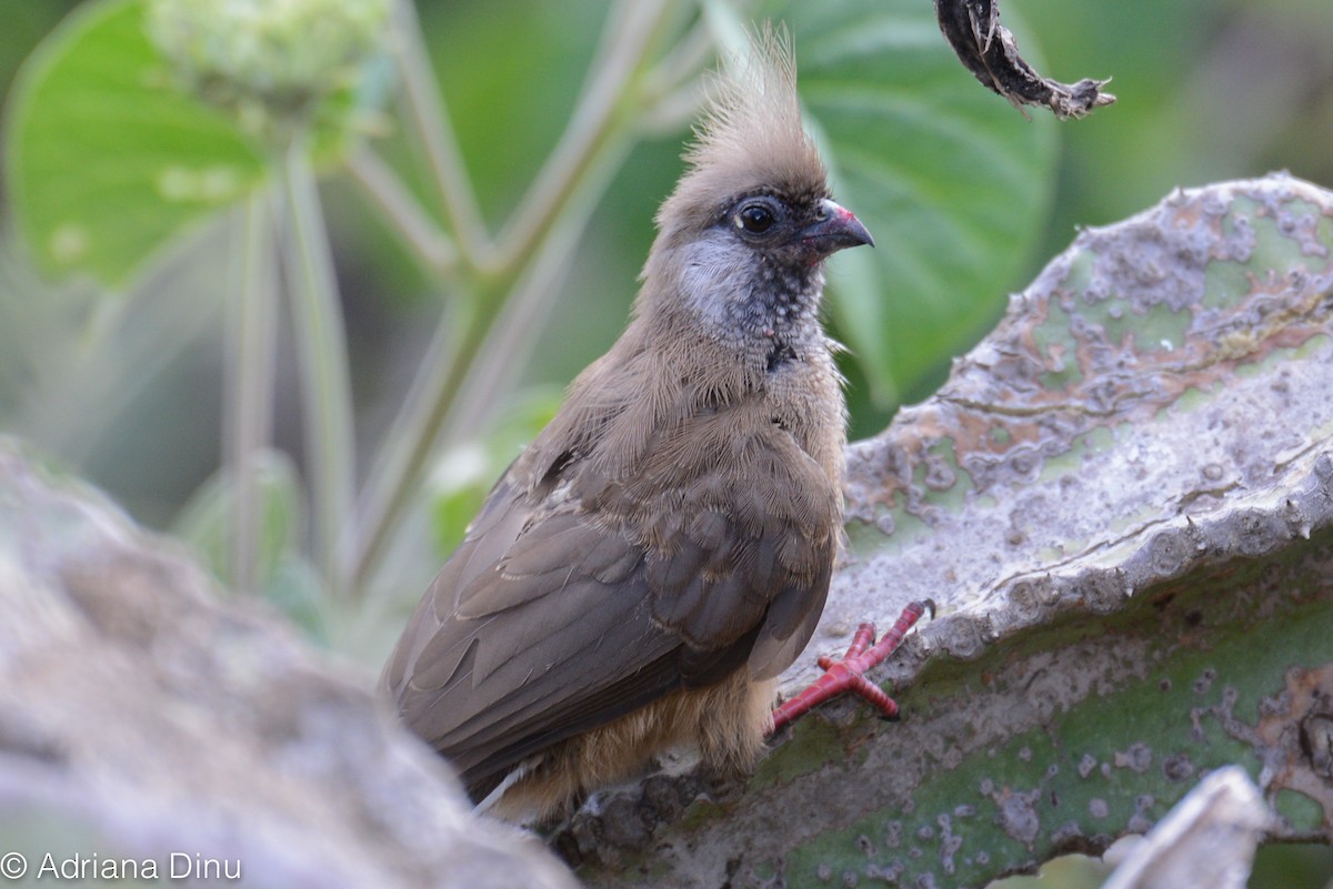 Speckled Mousebird - ML85980091