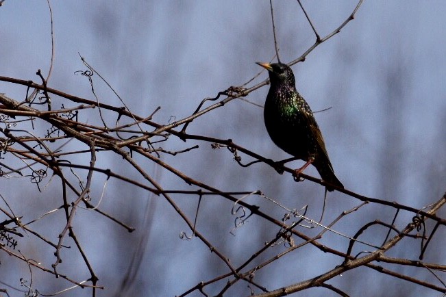 European Starling - ML85980281